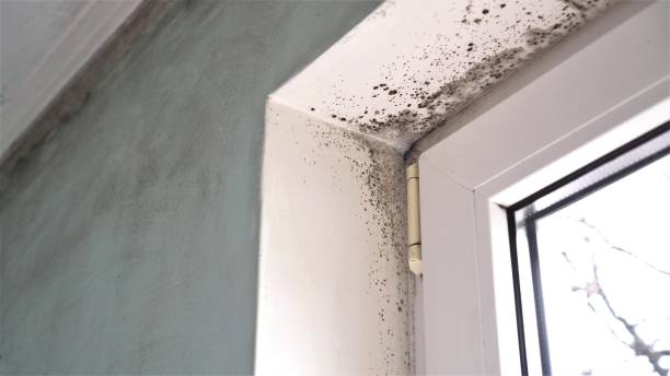 Best Mold Cleaning Services  in Richwood, LA