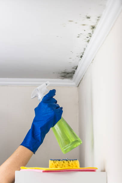 Best Black Mold Removal  in Richwood, LA
